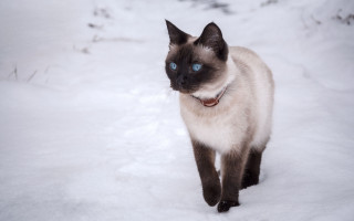 Siamese cat snow blue eyes - neoism free wallpaper