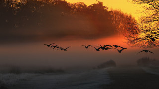 Birds foggy field sunset trees - the background and a sun setting free wallpaper
