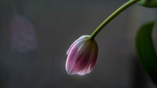 Pink flower green stem macro 4 - single free wallpaper