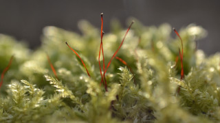 Red stems green leaves dark - moss free wallpaper