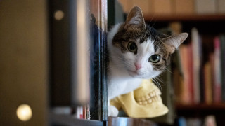 Cat skeleton bookcase night blurry - vanita free wallpaper for desktop