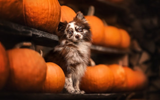 Small dog pumpkins autumn halloween - a small dog free wallpaper