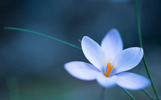 Flower butterfly lotus glow macro - simple form free wallpaper