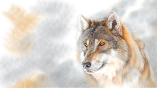 Wolf yellow eyes airbrush figurative - yellow eye free wallpaper for desktop