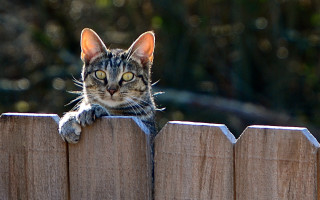 Cat fence overlooked portrait animal - new objectivity free wallpaper