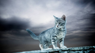 Cat ledge dark sky clouds 2 - the dark sky free wallpaper
