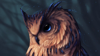 Owl blue eyes water droplets - a close up of an owl free wallpaper