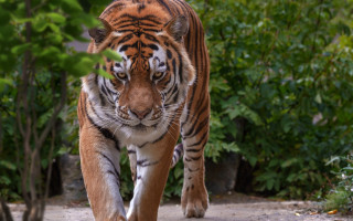 Tiger dirt road forest bush - a tiger free wallpaper for desktop