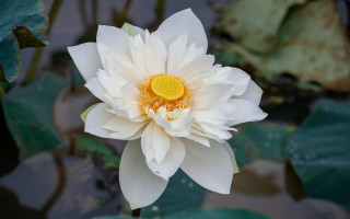 White flower water lilies bokeh - a pond of water free wallpaper