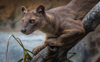 Small animal tree branch water - a small animal sitting free wallpaper