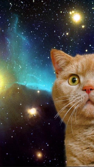 Cat looking up sky stars 2 - blue sky free wallpaper for mobile