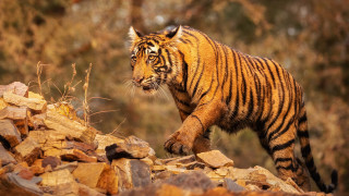 Tiger rockyhillside ruins wildlife photography - the background and bushes free wallpaper