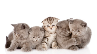 Kittens group white surface rayonism - one cat free wallpaper