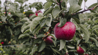 Apple tree dew fall vibrancy - apple free wallpaper