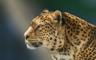 Leopard closeup blurry background photorealistic - free cats wallpaper