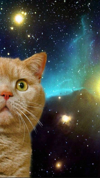 Cat looking up sky stars - blue sky free wallpaper for mobile