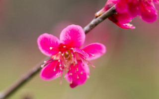 Pink flower green background closeup 2 - this image free wallpaper