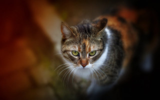 Cat green eyes tiltshift sharp - a blurry background behind free wallpaper