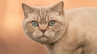 Cat blue eyes surreal symmetrical - symmetrical eye free wallpaper