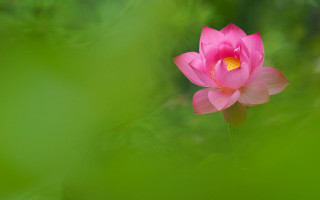 Pink lotus yellow center green - simple form free wallpaper