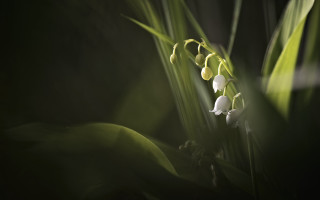 Flower closeup soft light macro - soft light free wallpaper