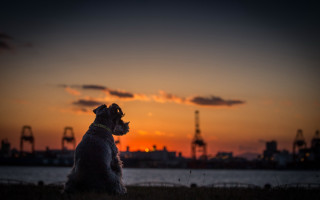 Dog sunset cityscape grass water - the background and a body of water free wallpaper