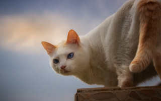 White cat blue eyes ledge - a ledge free wallpaper