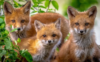 Three foxes tree blurry wildlife - primitivism free wallpaper for desktop