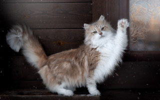 Fluffy cat heroic lion snowy - heroic pose free wallpaper