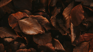 Brown leaves pile postminimalism 3d - octane renderer free wallpaper