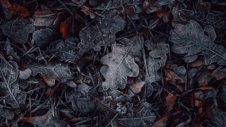 Leaves ground grass black background - a bunch of leaves free wallpaper