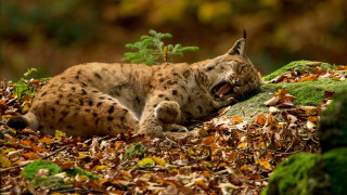 Cat leaves tree bush openmouth - top of a pile free wallpaper