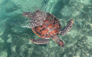 Turtle bubbles surface water ecological - bubble free wallpaper for desktop