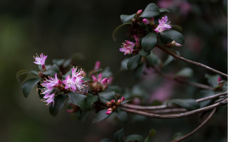 Flower branch leaves buds macro - leaf and buds free wallpaper