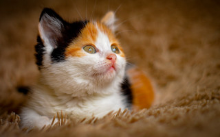 Surprised cat laying on carpet - floor free wallpaper