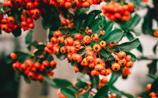 Bush berries green leaves background - a bush free wallpaper