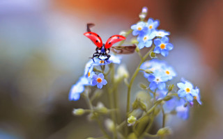 Red bug blue flower green - blue flower free wallpaper
