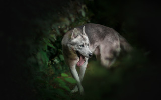 Dog holography portrait blurry outdoors - looking free wallpaper for desktop