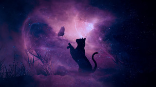 Cat field butterfly space matte - dreamlike free wallpaper