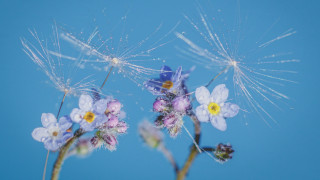 Dandelion flower macro night star - a close up of a dandelion free wallpaper