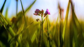 Flower grass sky blurry nature - claire dalby free wallpaper