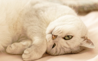 White cat laying on bed 2 - a white cat free wallpaper