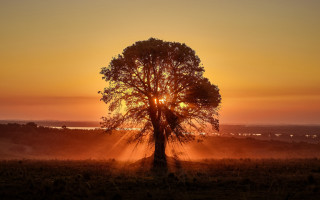 Tree sunset field clouds autumn - radiant light free wallpaper