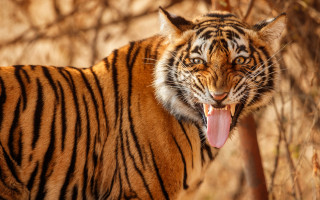 Tiger open mouth tongue wild - a tiger free wallpaper