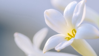 White flower yellow center macro 15 - a yellow staman free wallpaper