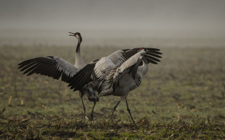 Couple birds grass field flowers - field next free wallpaper