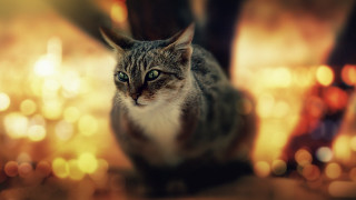 Cat bokeh green eyes tilt - bokeh free wallpaper