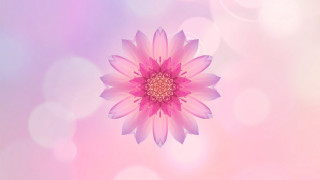 Pink flower bloom lensflare sunflower - bloom free wallpaper