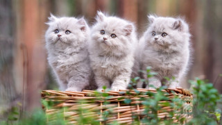 Three kittens basket woods cute - assemblage free wallpaper