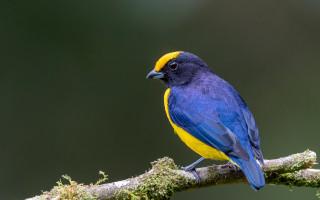 Blue yellow bird branch moss - moss free wallpaper